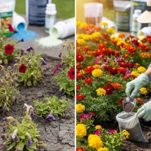 Flowering Enhancer (ফুল বৃদ্ধি সার)