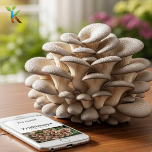 ওয়েস্টার মাশরুম চাষের ডিজিটাল কিট 01