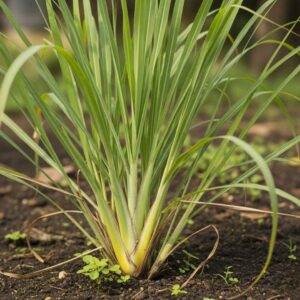Lemongrass Plant (লেমনগ্রাস গাছ)