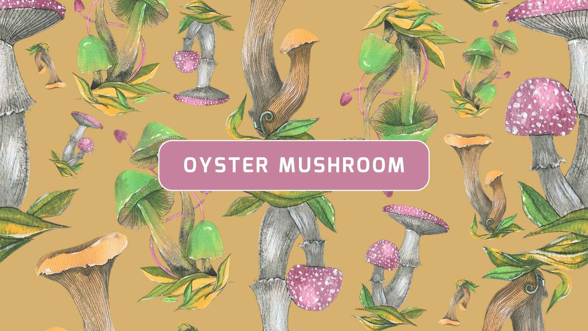 Oyster Mushroom