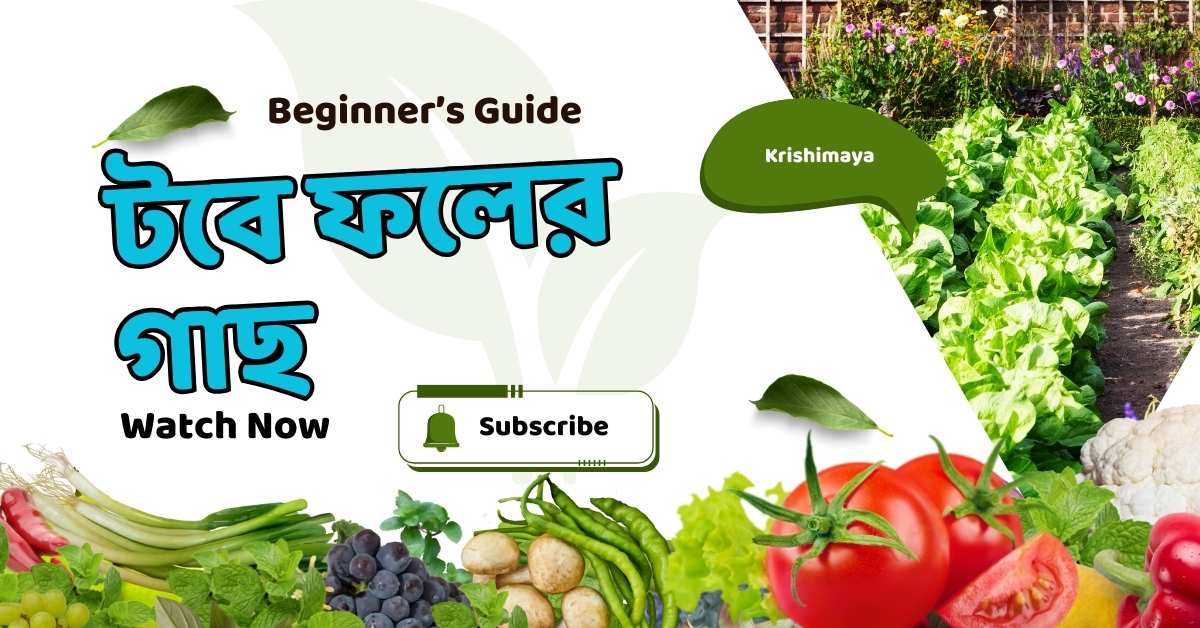 টবে ফলের গাছ