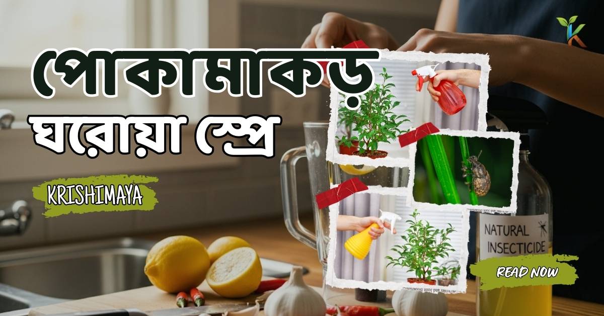 পোকামাকড় তাড়াতে ঘরোয়া স্প্রে
